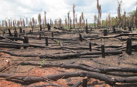 پولشویی و جرایم زیست محیطی