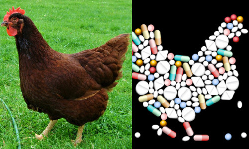 تولید سبز در صنعت مرغداری صنعتی/جایگزین طبیعی آنتی بیوتیک ها