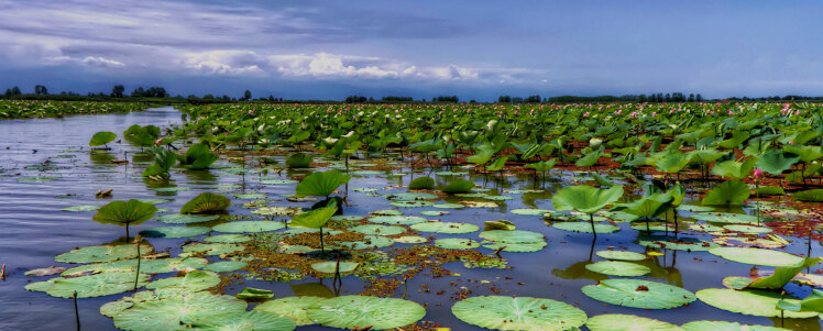 حفاظت از تالابهای ایران با استفاده از رویکرد زیستبومی